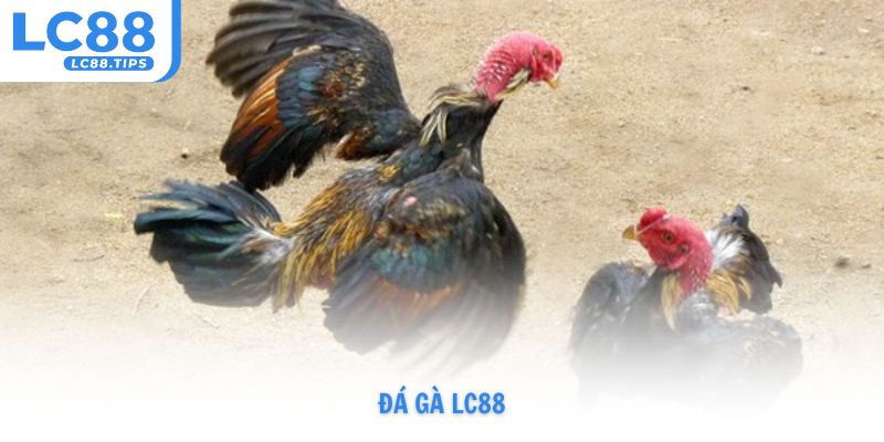 đá gà Lc88