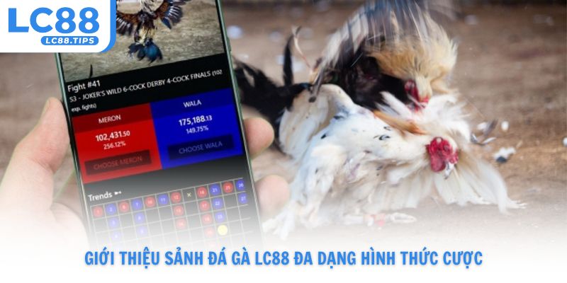 Giới thiệu sảnh đá gà Lc88 đa dạng hình thức cược