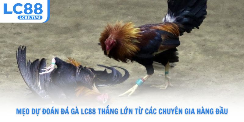 Mẹo dự đoán đá gà Lc88 thắng lớn từ các chuyên gia hàng đầu